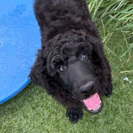 Hugh Hefner - Black male Poodle puppy in Nederland, Texas from Lingo Standard Poodles