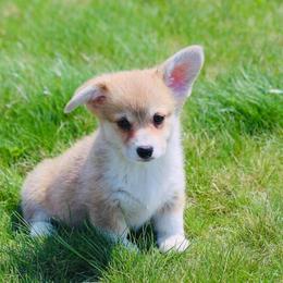 Pembroke Welsh Corgi Puppies from Edgewood Farm