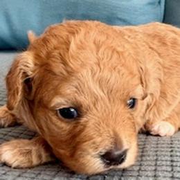 Dark blue collar girl - Cafe au lait female Maltipoo puppy in Silver Springs, Florida from Puppy Love Palace at HB Farm