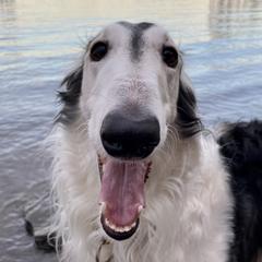 Shaniko - Borzoi