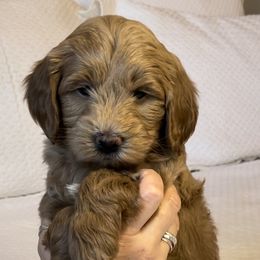 Goldendoodles from Desert Sage Doodles