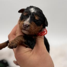 Reef Donkey - Tri-color male Bernedoodle puppy in Ocala, Florida from Bernedoodles of Florida