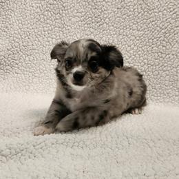 Binx - Merle male Chihuahua puppy in Chesapeake, Virginia from Elsbeth's Chihuahuas