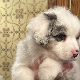 Dizzy Miss Lizzy - Blue merle Australian Shepherd puppy in Allenton, Wisconsin from Jump Jivin Aussies