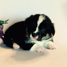 Jimmy - Black and tan male Pembroke Welsh Corgi puppy in Creston, Iowa from GSF Pembroke Welsh Corgis