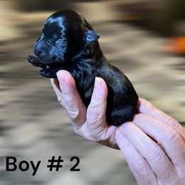 Boy 2 - Black male Scottish Terrier puppy in Asheboro, North Carolina from Gail's Scottish Terriers