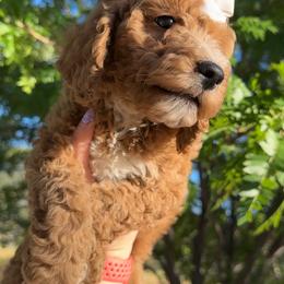 Assorted Doodle Crosses, Goldendoodle, Labradoodle, and Poodle Puppies from Ruff Country Doodles