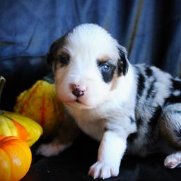 Iron - Blue merle male Miniature Australian Shepherd puppy in Ixonia, Wisconsin from Hunt N Oaks