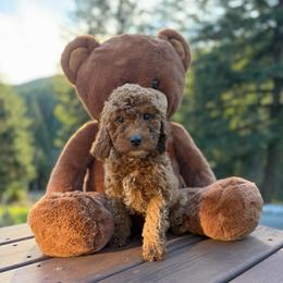Axel - Parti male Goldendoodle puppy in Roseburg, Oregon from Dbos Furry Friends