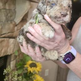 Green collar - Merle male Goldendoodle puppy in Sanderson, Florida from Serenity Goldendoodles