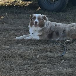 Pearl - Australian Shepherd