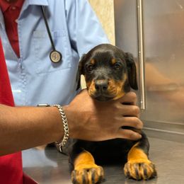 Purple Collar - Black and rust female Doberman Pinscher puppy in Lake City, Florida from Paintedcrazy Doberman Pinchers
