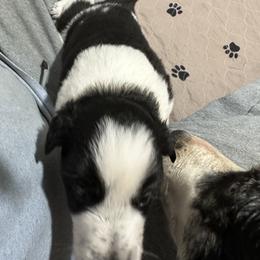 Border Collie Puppies from Roaring River Border Collies