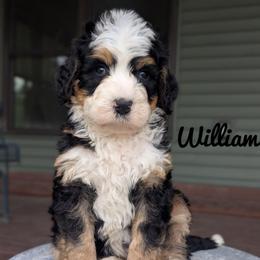 Boy 3 - Tri-color male Bernedoodle puppy in Lancaster, Minnesota from Richardville Hunde