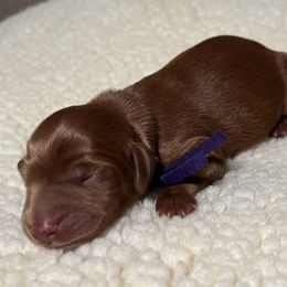 Australian Labradoodle Puppies from Happy-Go-Lucky Australian Labradoodles