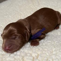 Australian Labradoodle Puppies from Happy-Go-Lucky Australian Labradoodles
