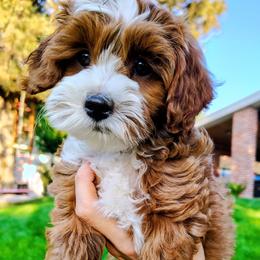 Sophia - Red  female Goldendoodle puppy in Bountiful, Utah from Red Brick Doodles