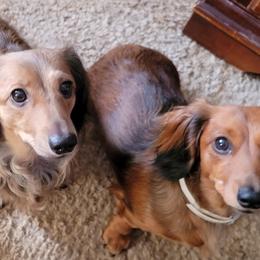 Dachshund Puppies from CLARK'S BREEDING PROGRAM