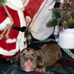 Arctic - Chocolate male Great Dane puppy in Ardmore, Alabama from Delta Danes