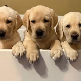 Girl 1 - Yellow female Labrador Retriever puppy in Carmichael, California from Red Barn Family Labs