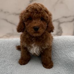 Oscar - Red  male Goldendoodle puppy in Kansas City, Kansas from Bella & Ivy’s Mini Goldendoodles of KC