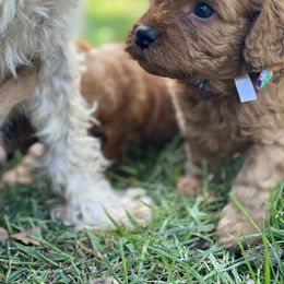 Cavapoo Puppies from Little Harbor Cavapoos