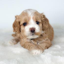 Birdie - Cream female Cockapoo puppy in Pledger, Texas from Sugarbear Cockapoos