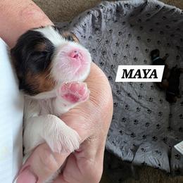 Maya - Tri-color female Cavalier King Charles Spaniel puppy in Lehi, Utah from Angels and Nobility Cavaliers