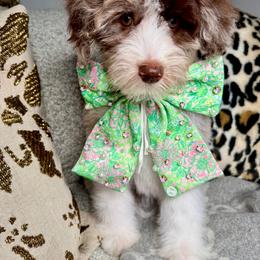 Peach - Chocolate merle female Bernedoodle puppy in Curtice, Ohio from The Pink Doghouse