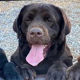 Rosie - Labrador Retriever