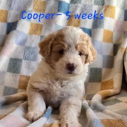 Tully - Cream male Aussiedoodle puppy in Redding, California from House Merrills Minis and Doodles
