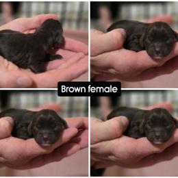Ellie - Brown female Cocker Spaniel puppy in Winston Salem, North Carolina from Cocker Cottage