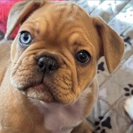 Girl 1 - Fawn female French Bulldog puppy in Litchfield, Ohio from Rock N’ Roll Frenchies