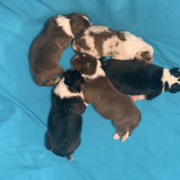 Australian Shepherd Puppies from Settlers Australian Shepherds