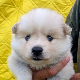 Aspen - 1900 - Wolf sable female Pomsky puppy in Spring Hill, Florida from www.PuppyTimeEmporium.com
