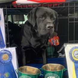Zephyr - Labrador Retriever