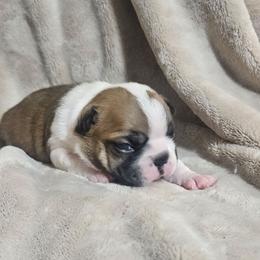 June Bug - Lilac female Boston Terrier puppy in Marion, North Carolina from Christy's Boston Butts