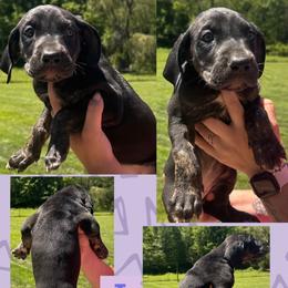 TOTO - Black female Great Dane puppy in Wellsville, New York from Prophecy Danes