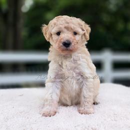Saffron - Cream male Aussiedoodle puppy in Centreville, Mississippi from Trin's Designer Doodles