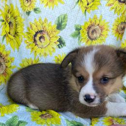 Blue - White and red male Pembroke Welsh Corgi puppy in Beulaville, North Carolina from Windy Acres Pembroke Welsh