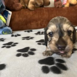 A.Lee - Cream male Dachshund puppy in Fairfield, California from Dawson Creek Doxies
