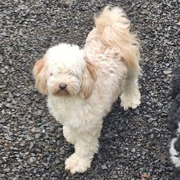 Cinder - Tibetan Terrier