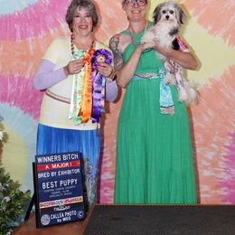 Lowchen All Grown Up from Potrero Lowchen