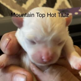 Chi - White male Morkie puppy in Taylorsville, North Carolina from Mountain Top Hot Tailz