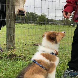 Collie Puppies from High Altitude Collies