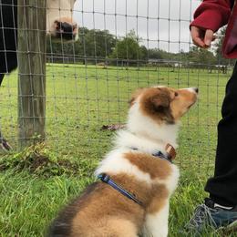 Collie Puppies from High Altitude Collies