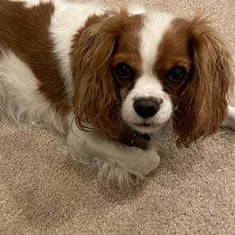 Cavalier King Charles Spaniels from RC Enterprises