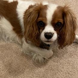 Cavalier King Charles Spaniels from RC Enterprises