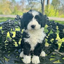 Girl 2 - Black and white female Bernedoodle puppy in Russiaville, Indiana from Pleasant Creek Minibernedoodles