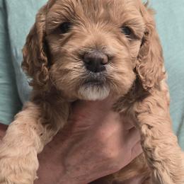 Hello Kitty - Red female Cockapoo puppy in Conklin, Michigan from Lake Michigan Couture Cavapoos & Cockapoos